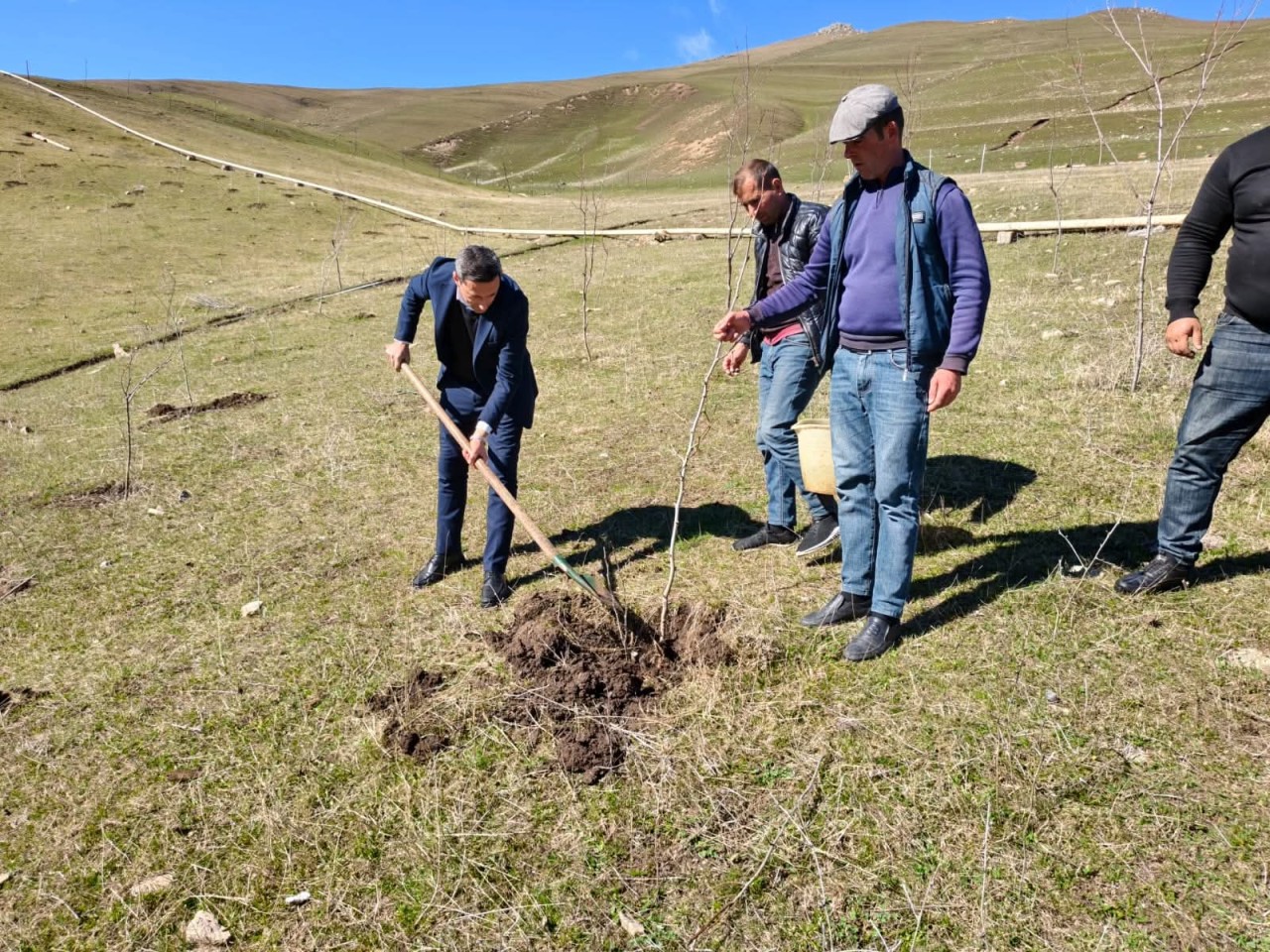 Daşkəsəndə ağacəkmə aksiyası keçirildi - FOTOLAR